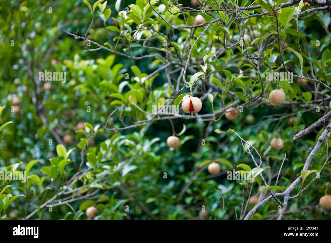 tree of nutmeg, island of Grenada, Caribbean, America / (Myristica fragrans Stock Photo Alamy