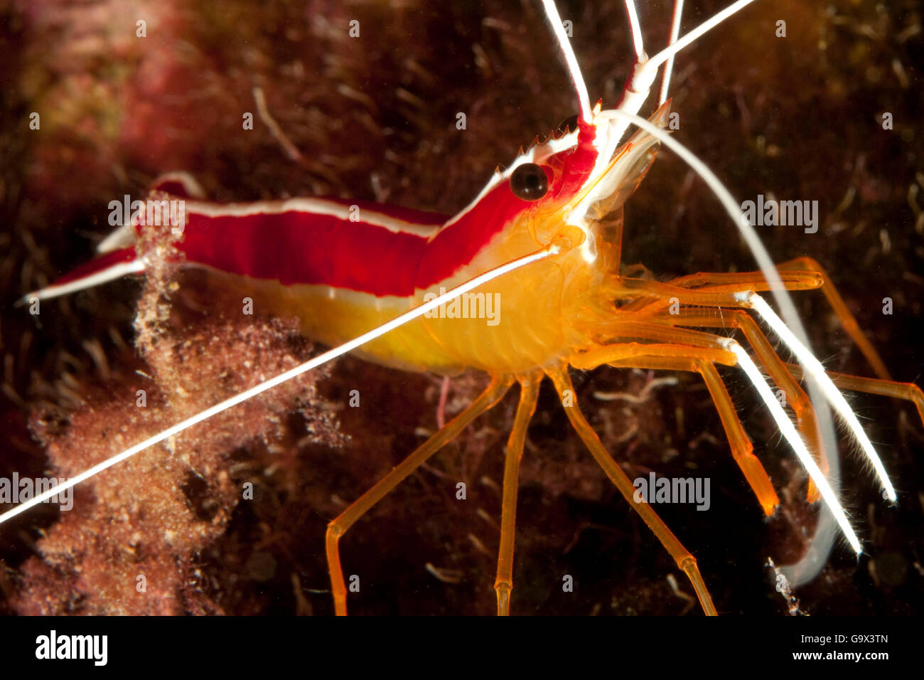 Scarlet-striped cleaning shrimp, red backed cleaning shrimp, red-backed cleaner shrimp, Scarlet lady shrimp, Canary Islands, Spain, Europe, Atlantic / (Lysmata grabhami) Stock Photo