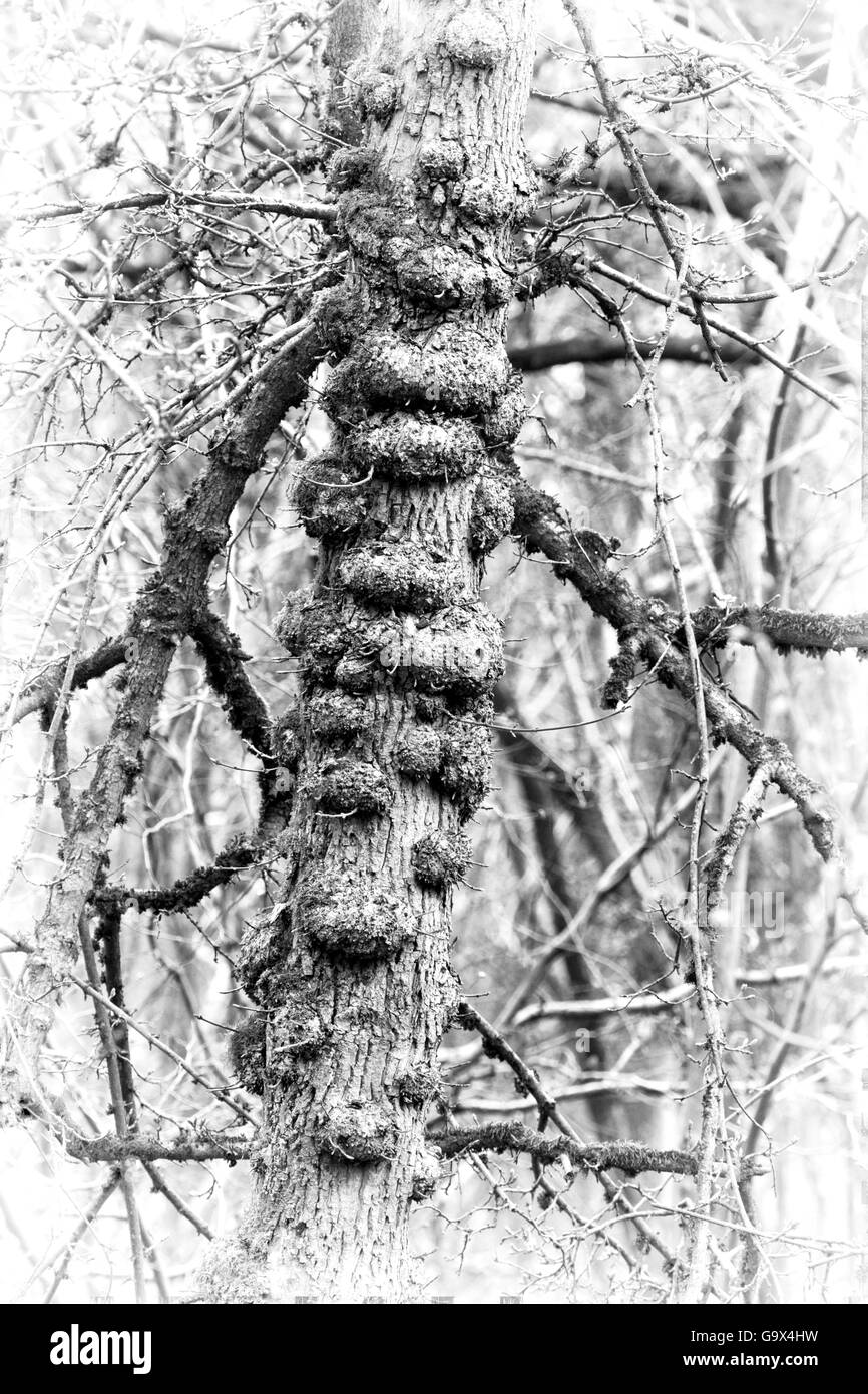 Old Pine Tree Launde Big Wood Stock Photo