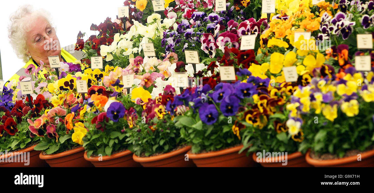 Chelsea Flower Show preparations Stock Photo