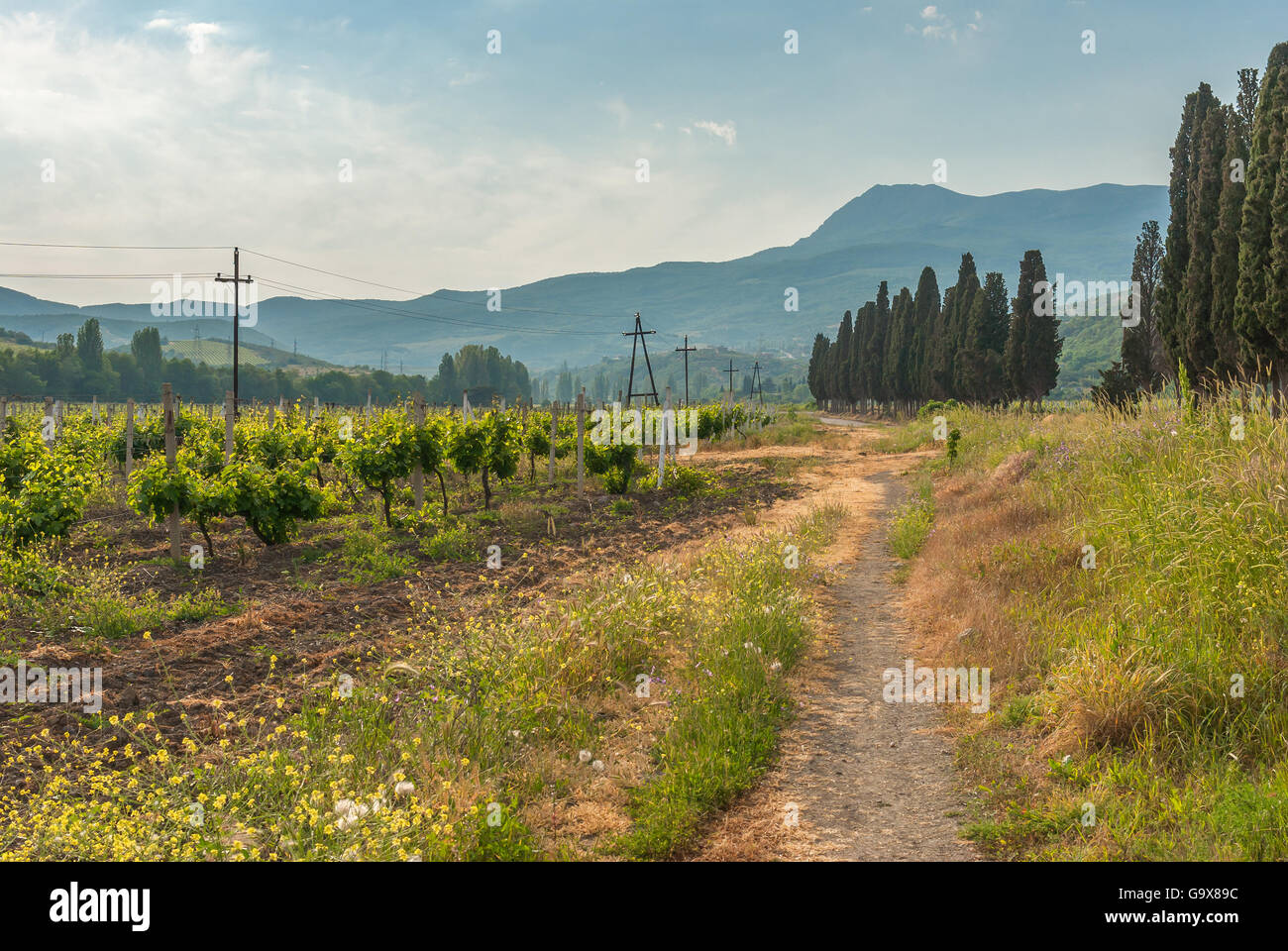 Mountain landscape with vineyard near Alushta city on Crimean peninsula Stock Photo
