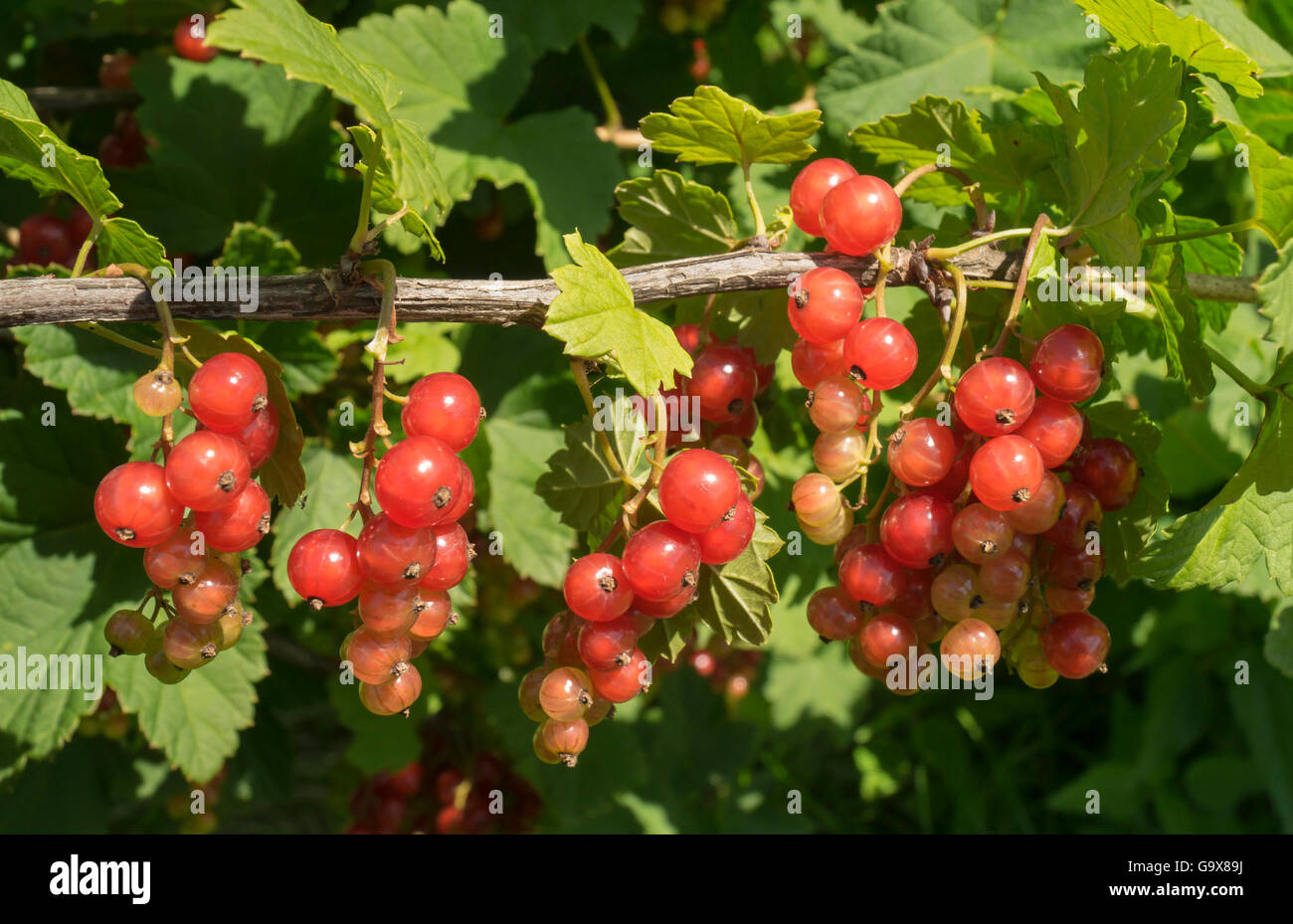 Ripe berry of the currant grows on branch with green sheet Stock Photo ...