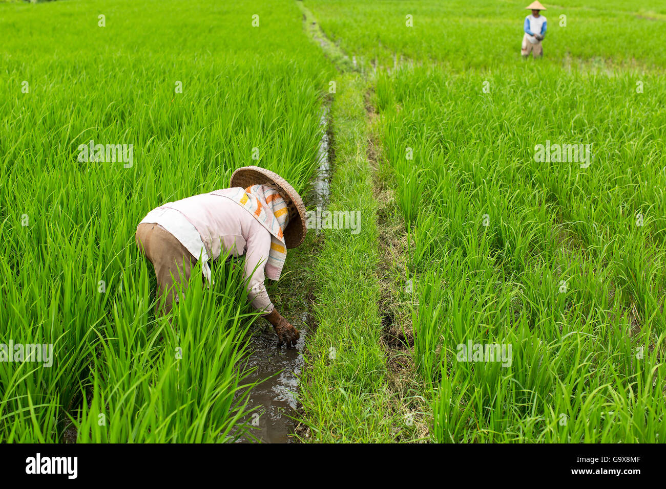 Peasants working in the rice field Stock Photo Alamy