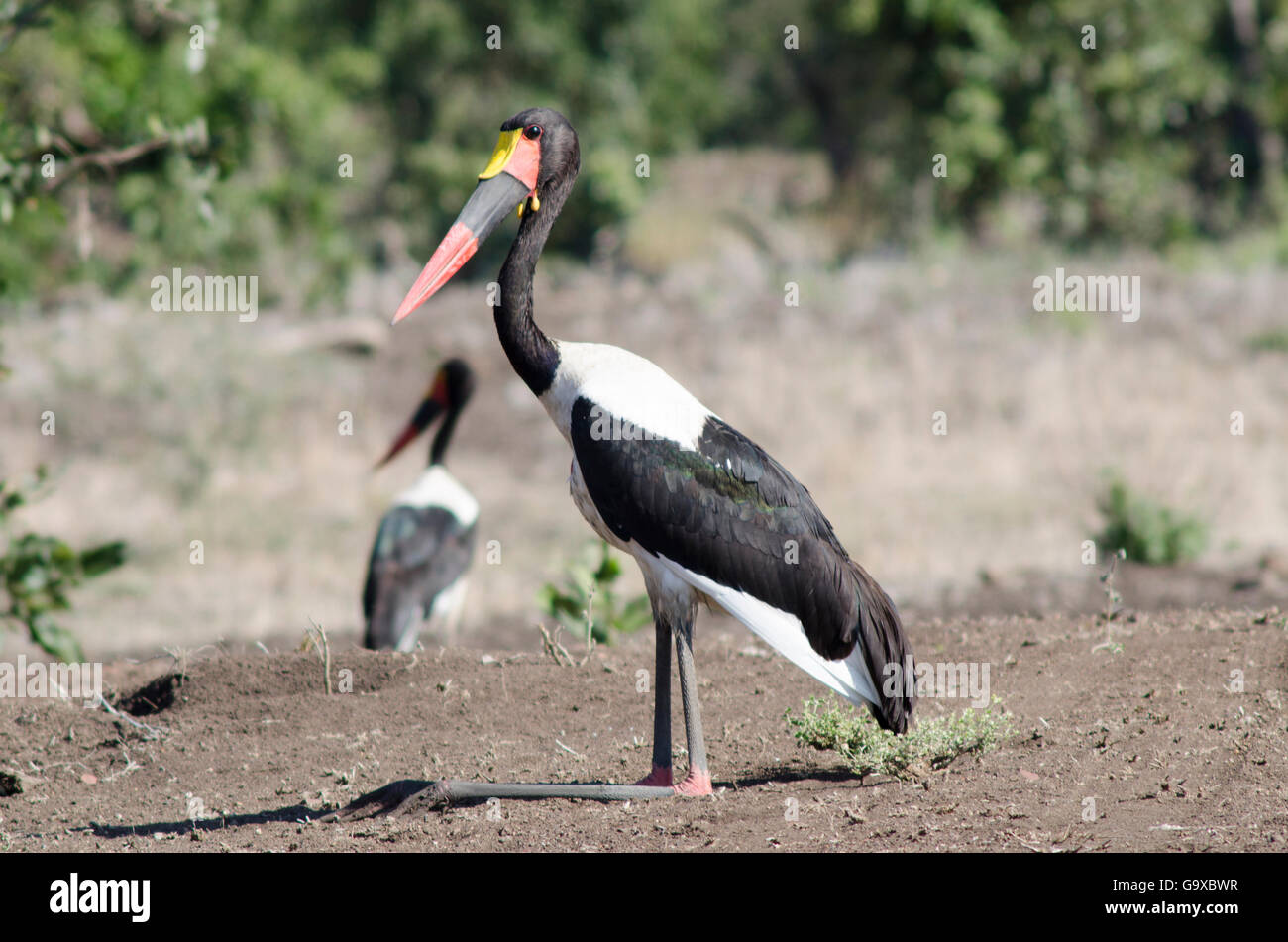 Pair of Saddle-billed storks at rest, Male in the foreground. Stock Photo
