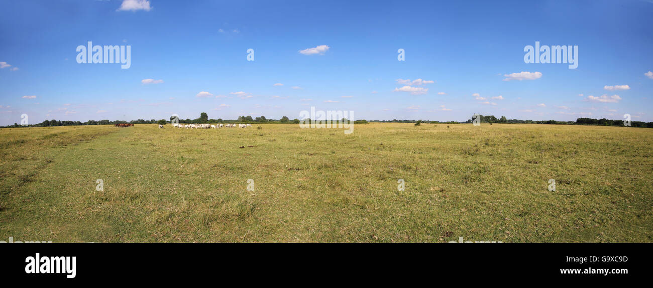 Vast rural colorful panoramic landscape with herd of hungarian grey ...