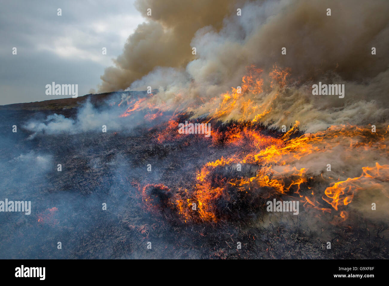 Controlled burning of heather moorland, Derwent Edge, Peak District National Park, Derbyshire, UK. October 2015. Stock Photo