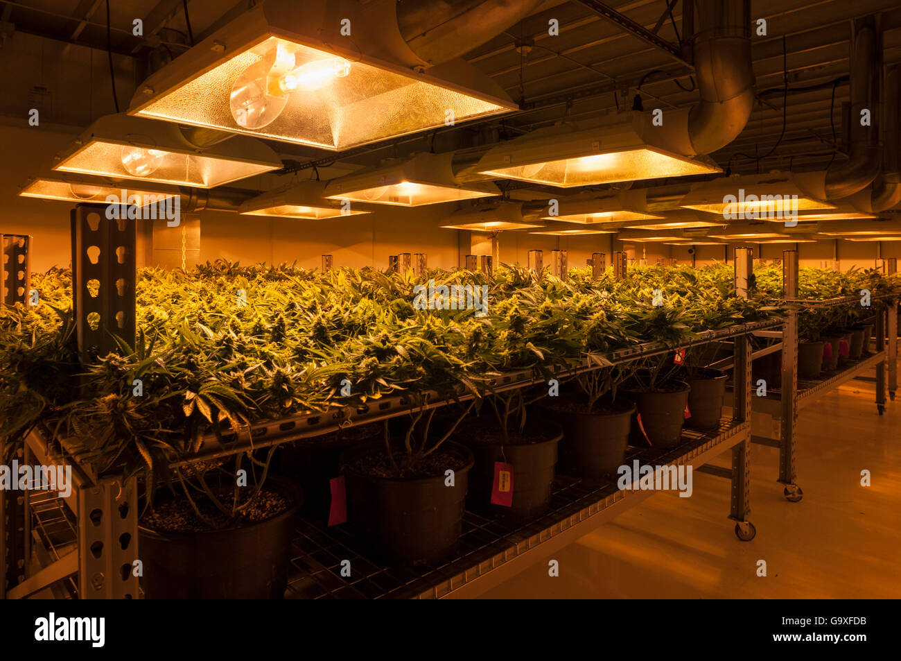 Cannabis plants growing under artificial light, in organic Marijuana farm,  Pueblo, Colorado, USA, June 2015. . Marijuana has le Stock Photo - Alamy