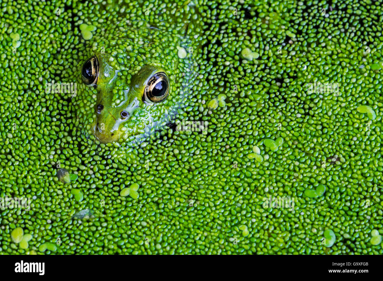 Edible frog (Pelophylax esculentus) among duckweed in pond, La Brenne, France, June Stock Photo