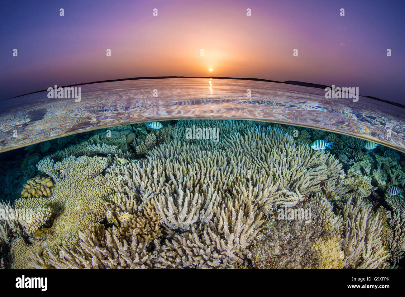Scissortail sergeants (Abudefduf sexfasciatus) swimming over hard corals (Acropora sp.) on shallow reef at sunset, split level v Stock Photo