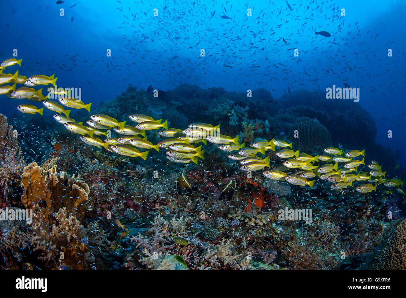 Streaming school of Bigeye snappers (Lutjanus lutjanus) swims across a reef filled with fish. Andiamo, Daram Islands, Misool, Ra Stock Photo