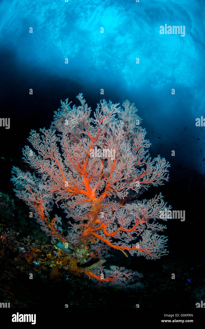 Seafan (Melithaea sp.) growing below crashing surf. Andiamo, Daram Islands, Misool, Raja Ampat, West Papua, Indonesia. Ceram Sea Stock Photo