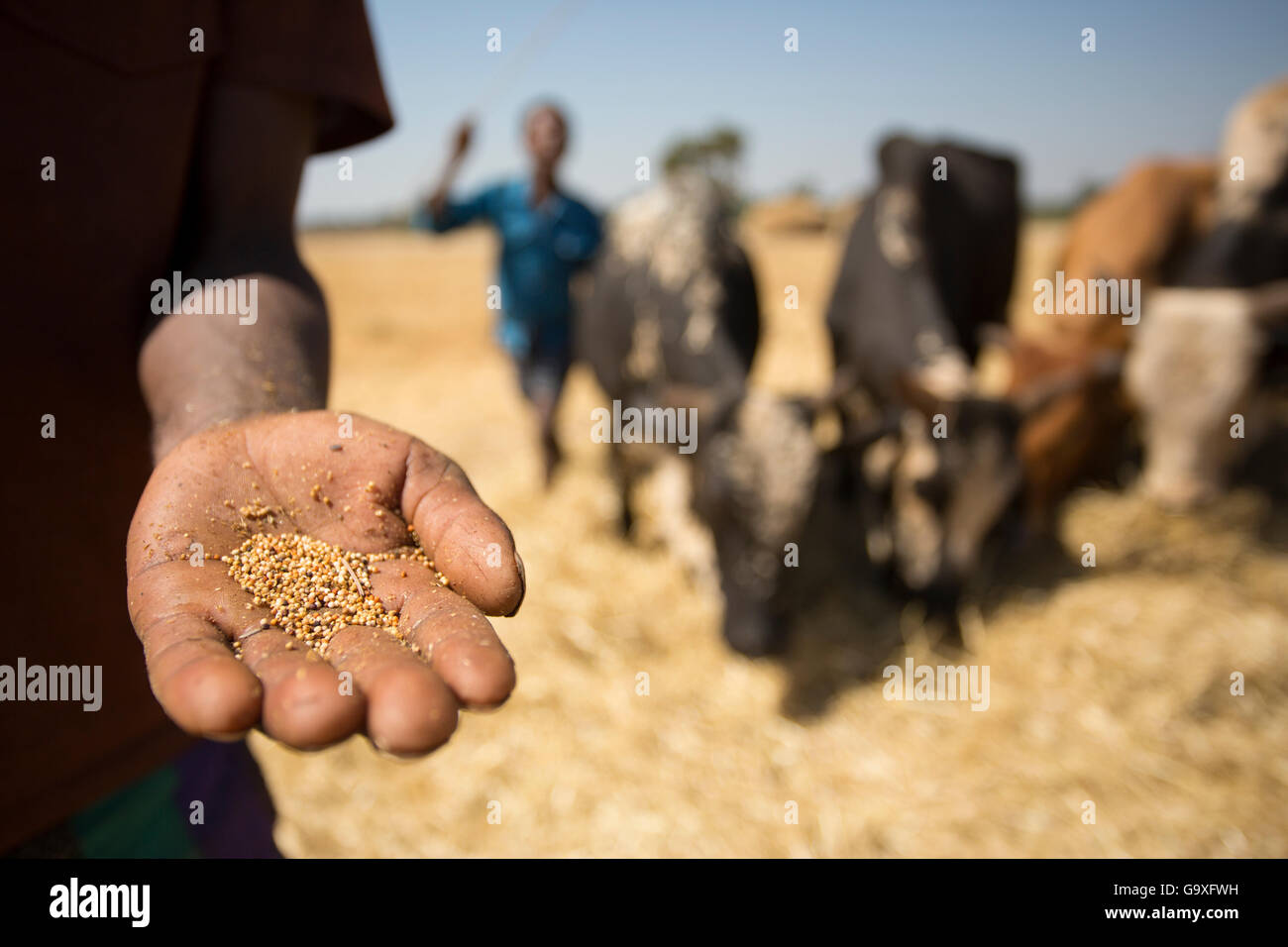 Amhara farmer holding millet (Panicum miliaceum) grains during