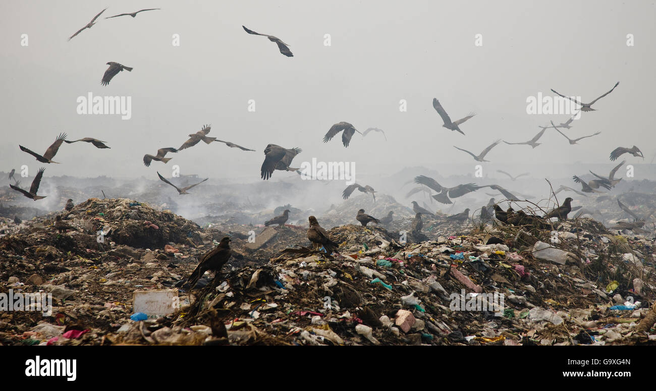 Black kites (Milvus migrans) scavenging at landfill site, Guwahti