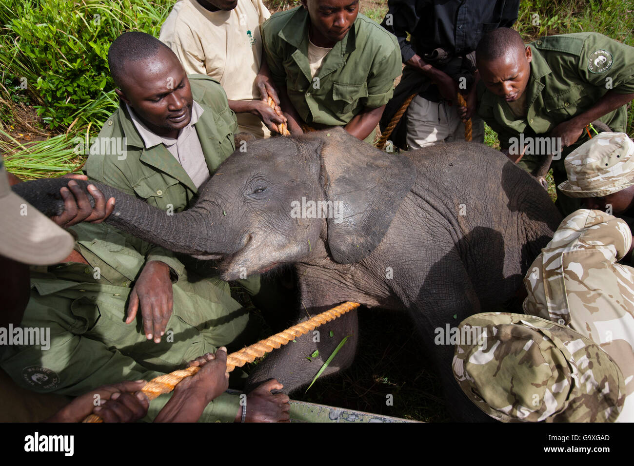 African elephant (Loxodonta africana) calf anesthetized    during translocation by Kenya Wildlife Service, due to over population, Mwaluganje Reserve, Kenya. October 2006. Stock Photo