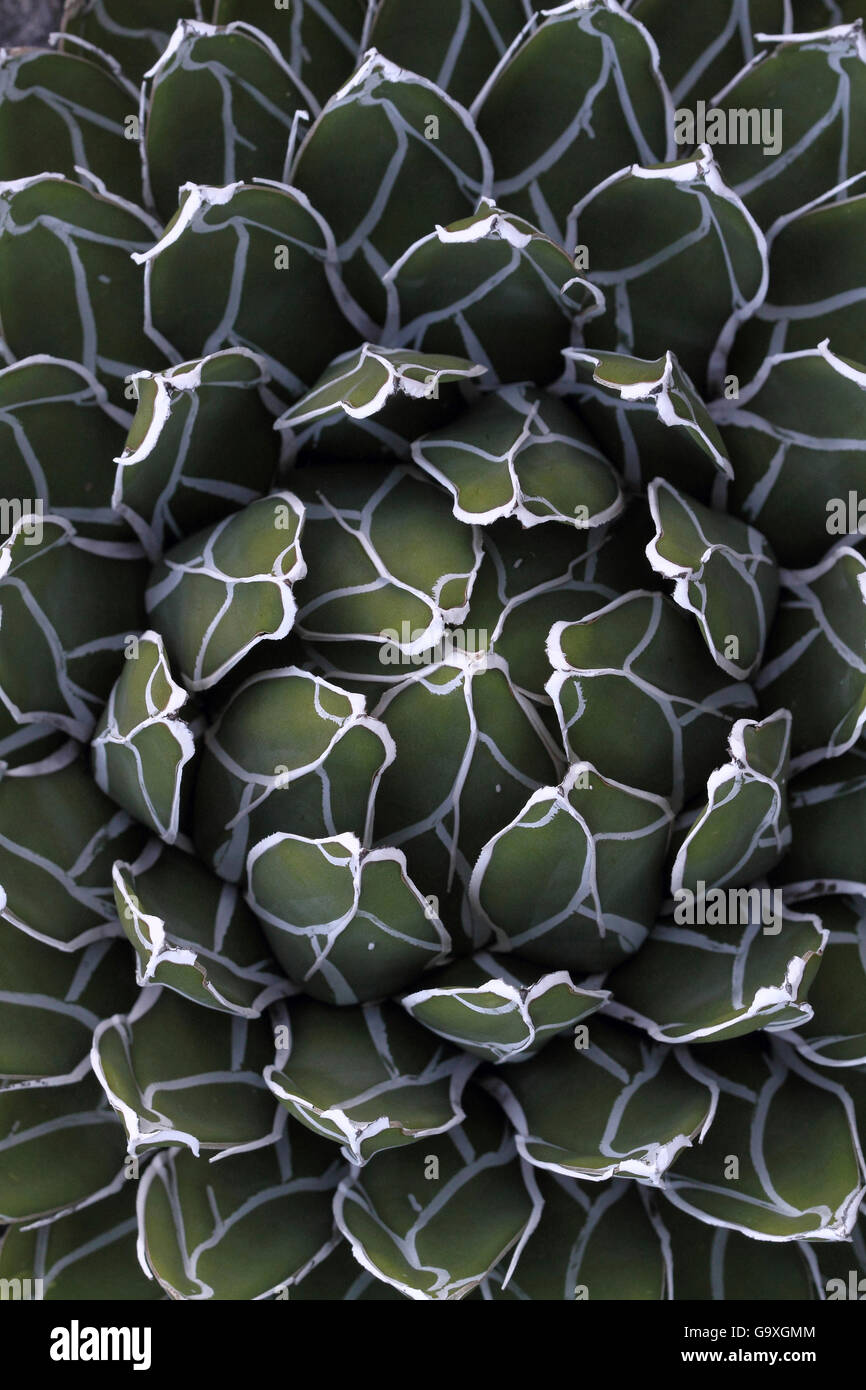 Queen victoria agave (Agave victoriae- reginae) close up, in botanic garden, Var, Provence, France, January. Stock Photo