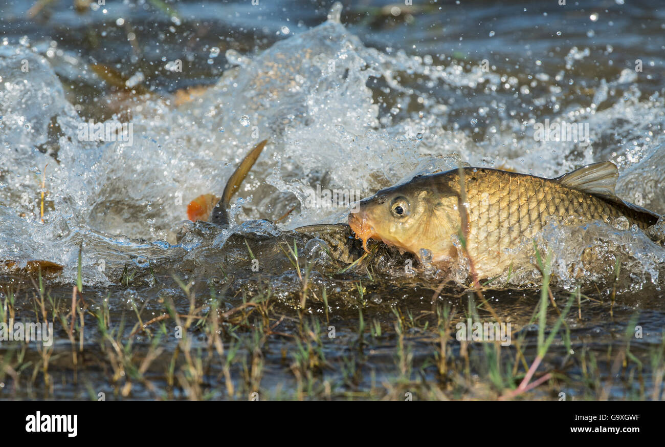 Common carp (Cyprinus carpio) spawning in shallow lakeside waters