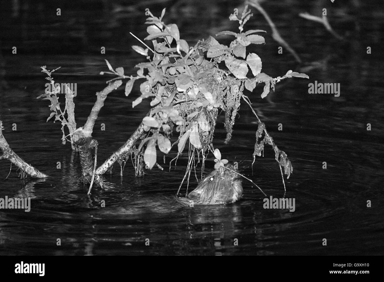 Young Eurasian beaver (Castor fiber) kit sniffing at overhanging vegetation at night. Wild kit born in the River Otter, during Devon Beaver Trial, managed by the Devon Wildlife Trust. Devon, UK, August 2015. Photographed using infra-red camera. Stock Photo