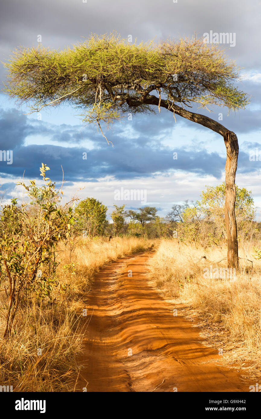 Flat-top acacia tree (Acacia abyssinica or Vachellia abyssinica) over a dirt road, Tarangire National Park, Tanzania. Stock Photo