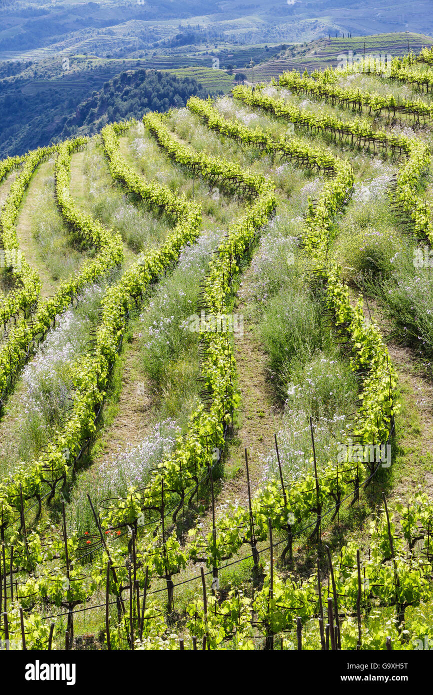 Vineyard landscape, Planes del Priorat Area of Natural Interest, Tarragona, Catalonia,Spain, May 2013. Stock Photo
