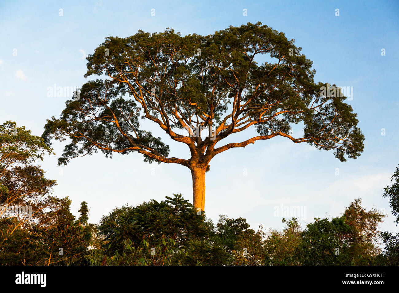Lupuna tree (Chorisia insignis) Panguana Reserve, Huanuca province, Amazon basin, Peru. Stock Photo