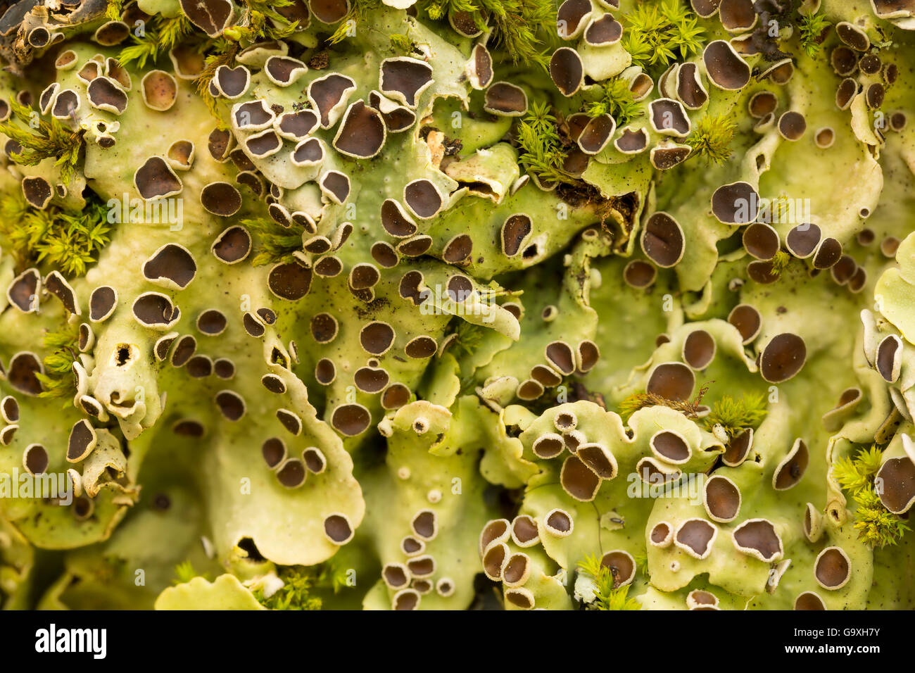 Lichen (Nephroma antarctica) Rio Serrano, Chile. Focus stacked image. Stock Photo