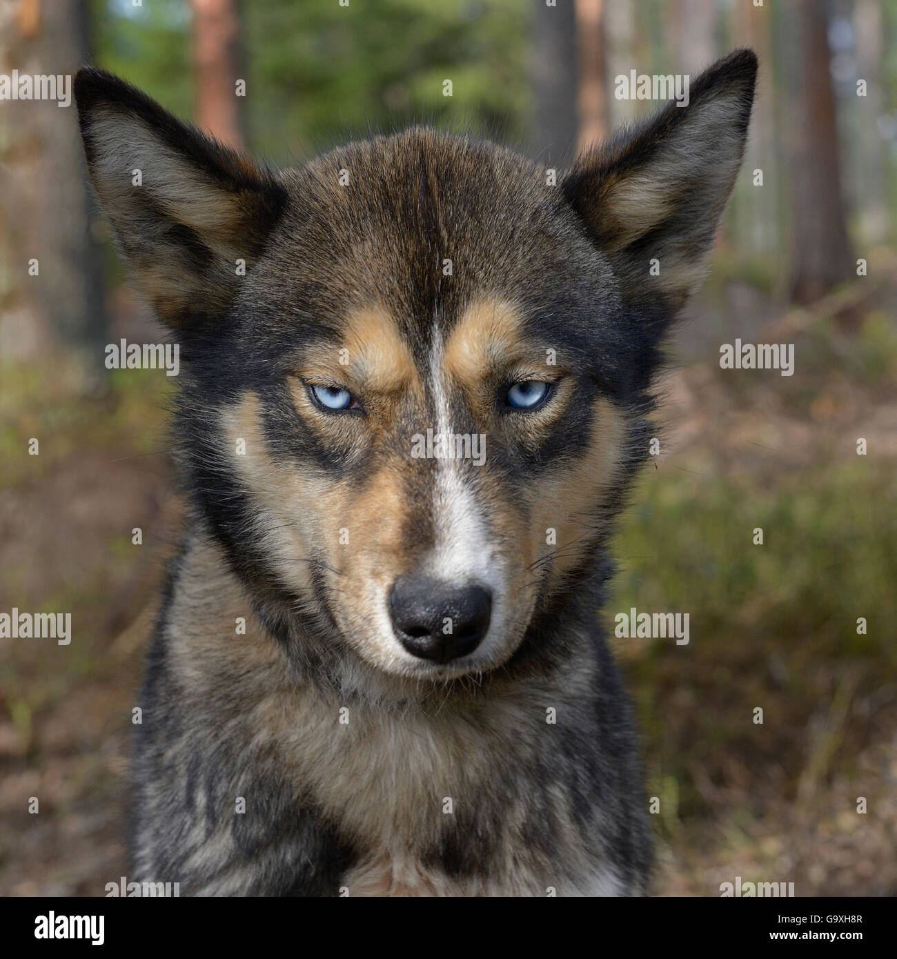 Husky portrait, Hossa Finland. Stock Photo