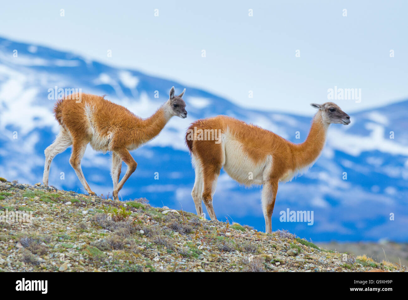 Guanacos (Lama guanicoe) mother and kid, Torres del Paine National Park, Chile Stock Photo