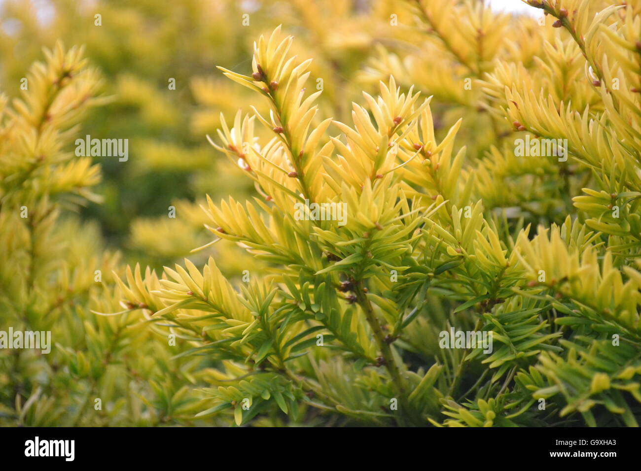 A hardy green needle like foliage evergreen shrub, Conifer Stock Photo