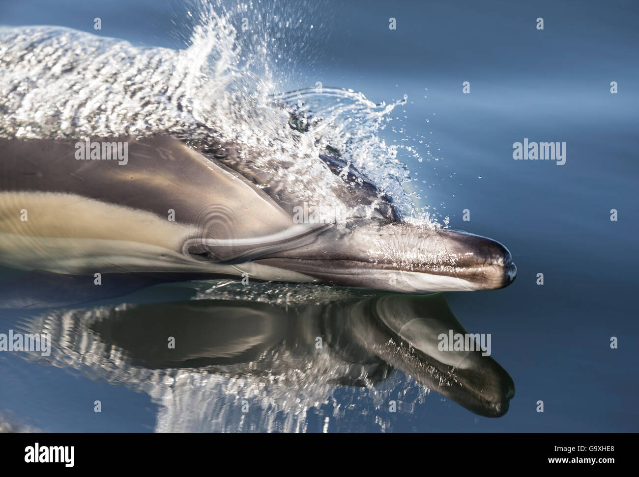 Long-beaked common dolphin (Delphinus capensis) porpoising in still water, False Bay, South Africa Stock Photo
