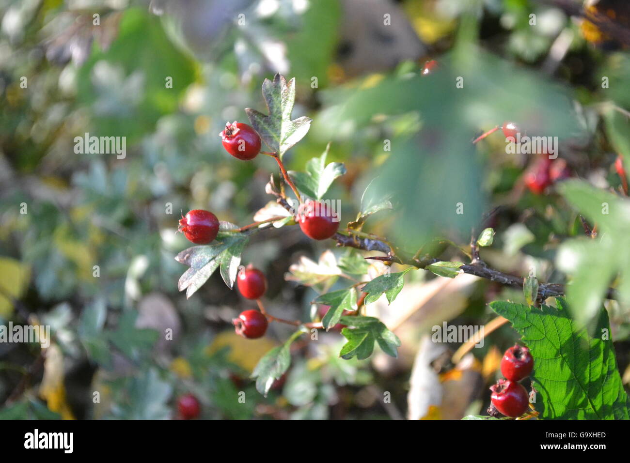 Hawthorn shrub with shiny red berries and green foliage leaves, Stock Photo