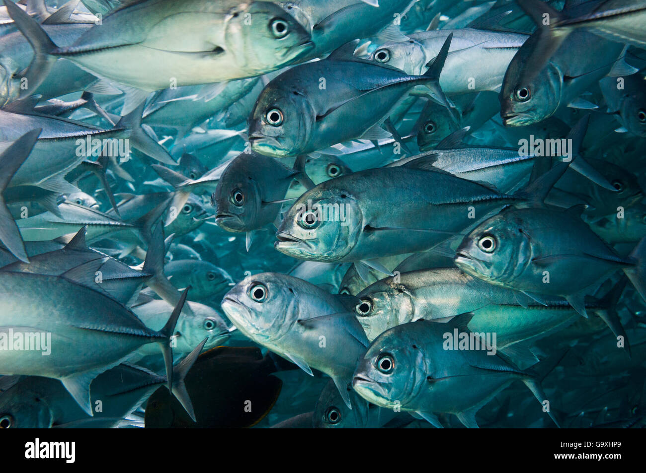 Bigeye trevally or jack (Caranx sexfasciatus)  shoal, Sipadan, Malaysia. Stock Photo