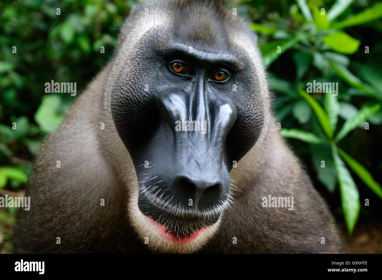 Adult Male Drill Mandrillus Leucophaeus Pandrillus Sanctuary Nigeria Non Ex