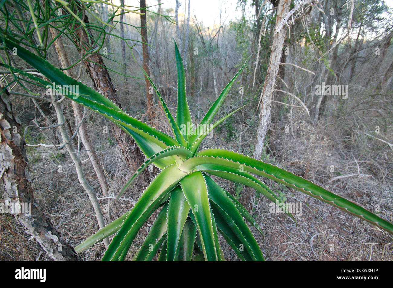 Malagasy tree aloe (Aloe vaombe) in Spiny Forest, Berenty Reserve, Madagascar, Endemic. Stock Photo