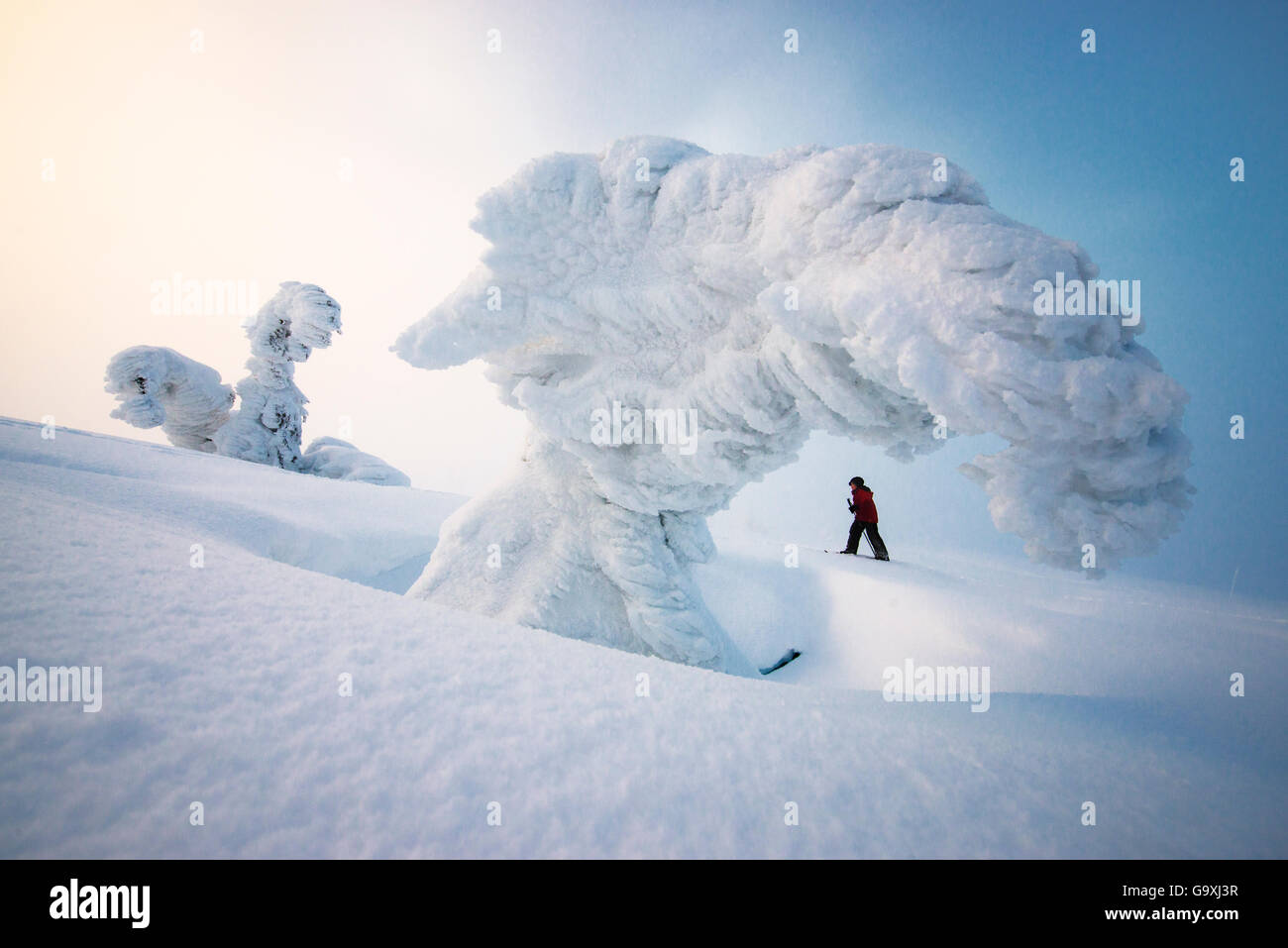 Boy on skis going up slope, framed by snow laden tree, Norway, February 2014. Stock Photo