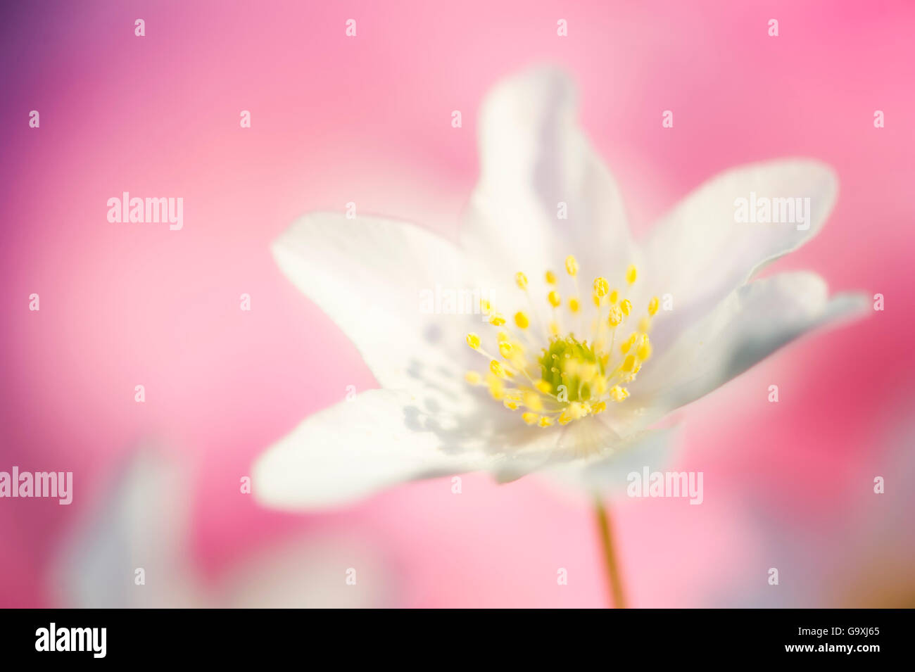 White anemone (Anemone nemorosa) against pink background, Ringerike, Norway, May. Stock Photo