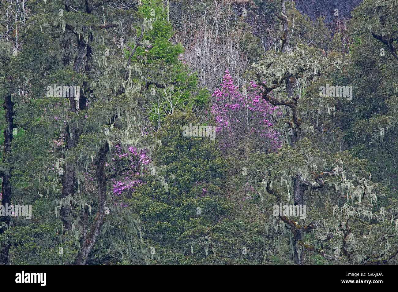 Forest with trees covered in Old man&#39;s beard (Usnea) and Rhododendron flowers (Rhododendron sp) Lijiang Laojunshan National Park, Yunnan Province, China. April. Stock Photo
