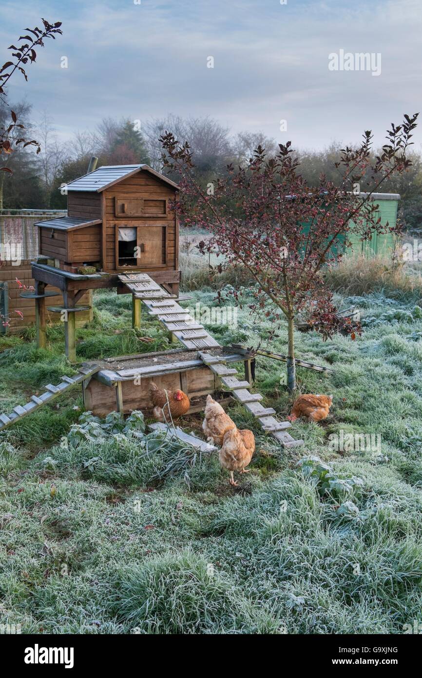 Free Range Chickens And Raised Chicken Coop In Frosty Weather Stock