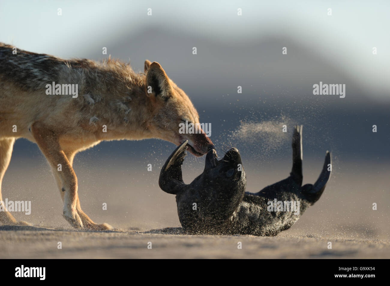 Black backed jackal (Canis mesomelas) attacking Cape fur seal (Arctocephalus pusillus) pup, Sperrgebiet National Park, Namibia, December. Sequence 3/6 Stock Photo