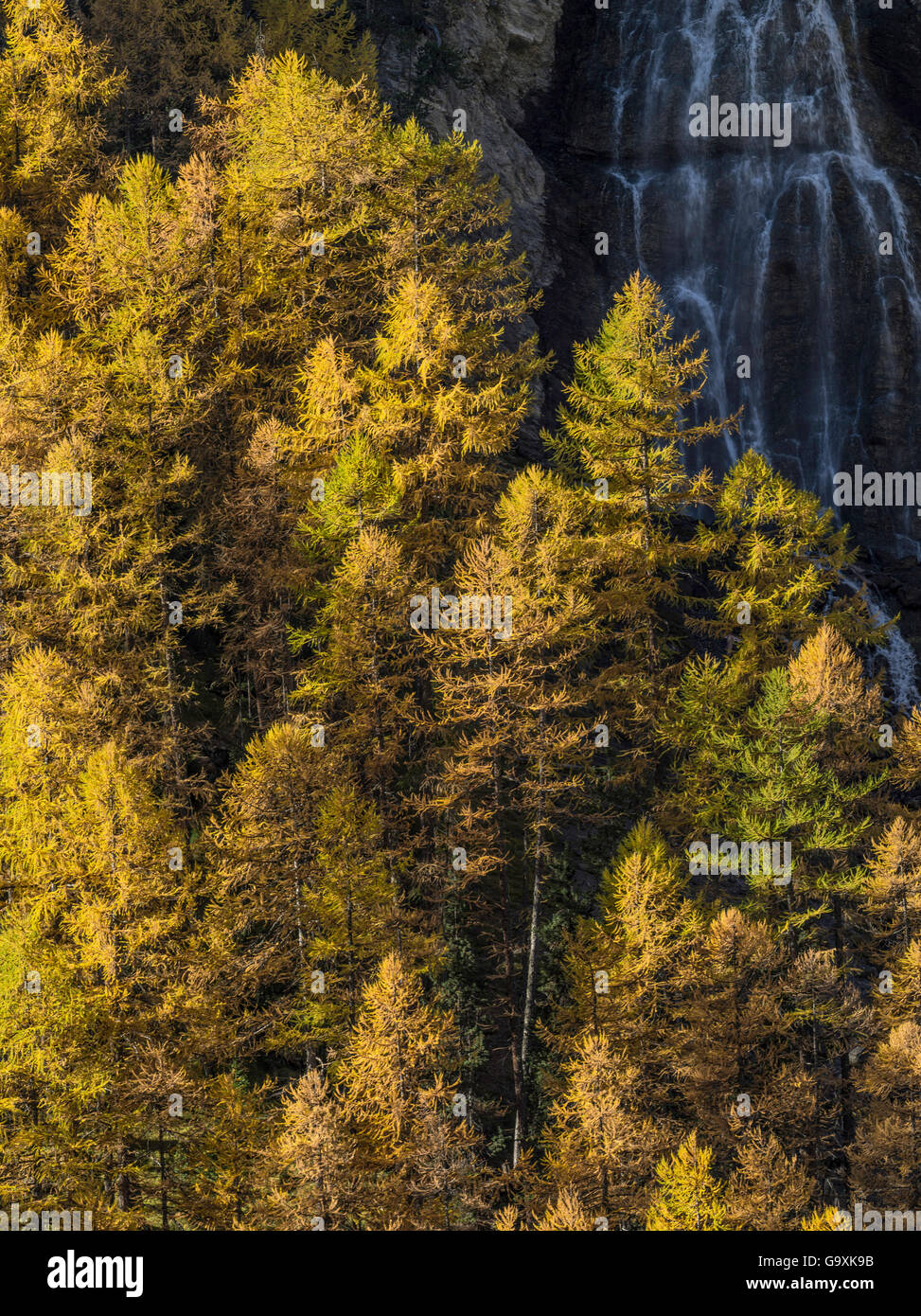 Larch (Larix sp) trees in autumn with waterfall behind, Queyras Regional Park, Hautes-Alpes, France, November 2014. Stock Photo