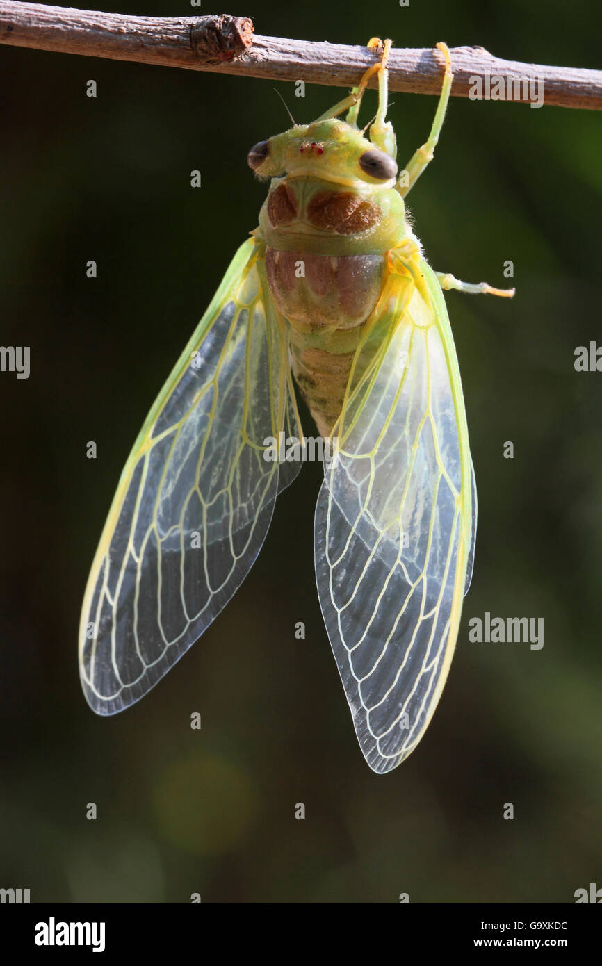 Cicada france hi-res stock photography and images - Alamy