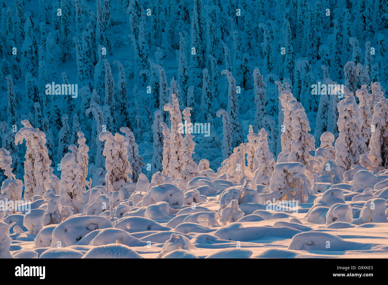 Norway spruce trees (Picea abies) covered in snow and frost, on the treeline, Sor-Stubba, Muddus National Park, Lapland, Sweden, Stock Photo