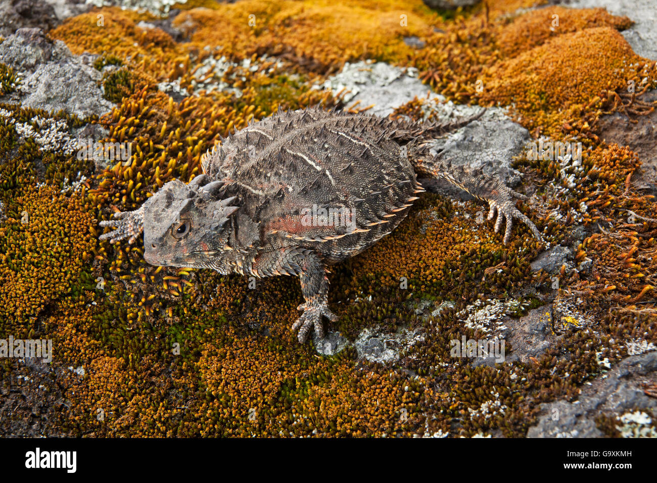 Mexican Mountain Horned Lizard (Phrynosoma orbiculare), Milpa Alta Forest, Mexico, March Stock Photo