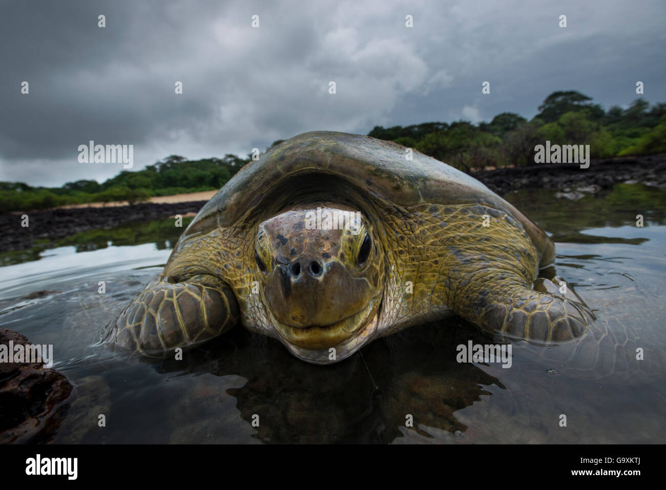 Green turtle (Chelonia mydas) resting in the shallows of the coast, Bijagos Islands, Guinea Bissau. Endangered species. Stock Photo