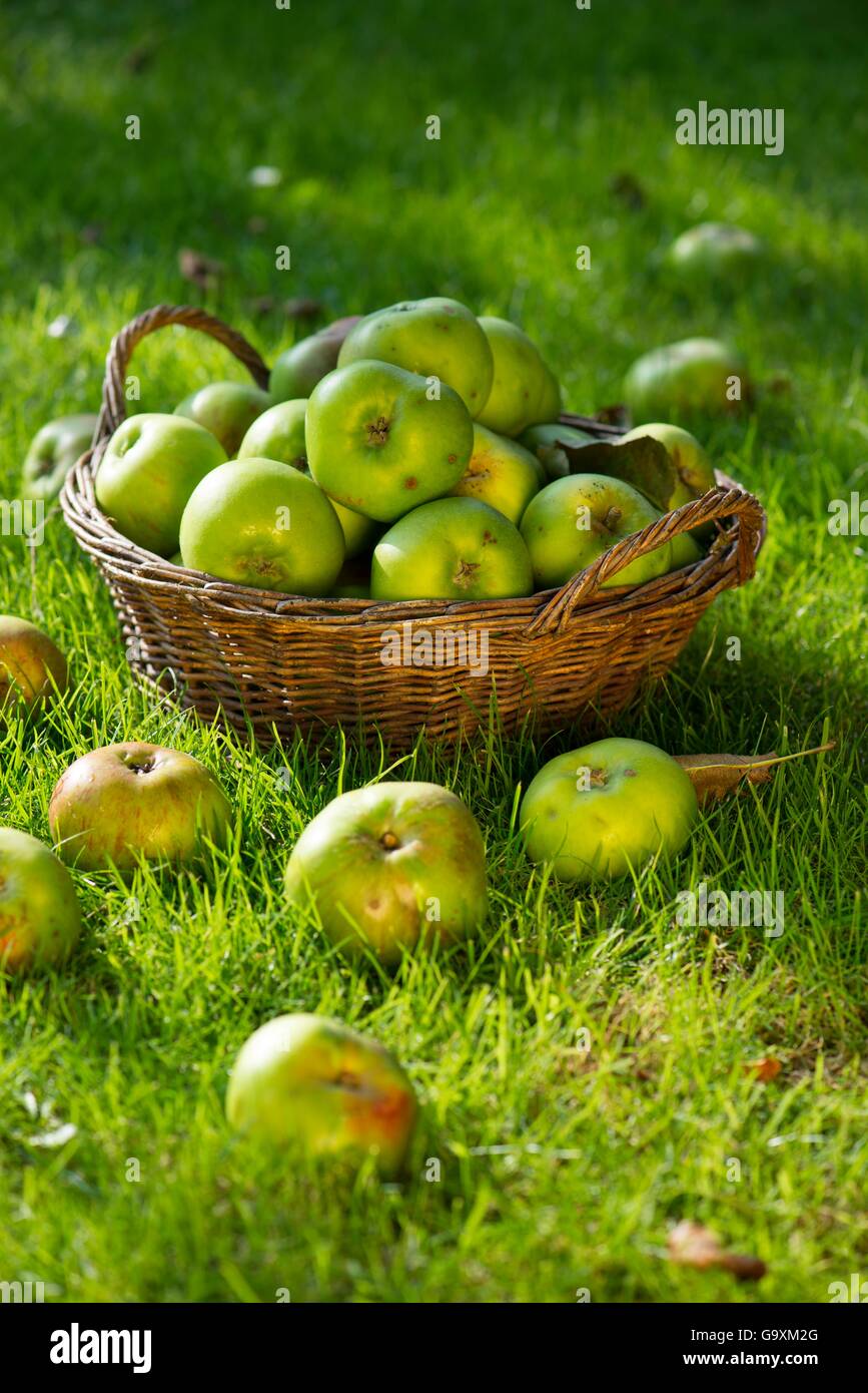 Windfall Bramley apples (Malus domestica)  in basket on lawn, Norfolk, England UK. October Stock Photo