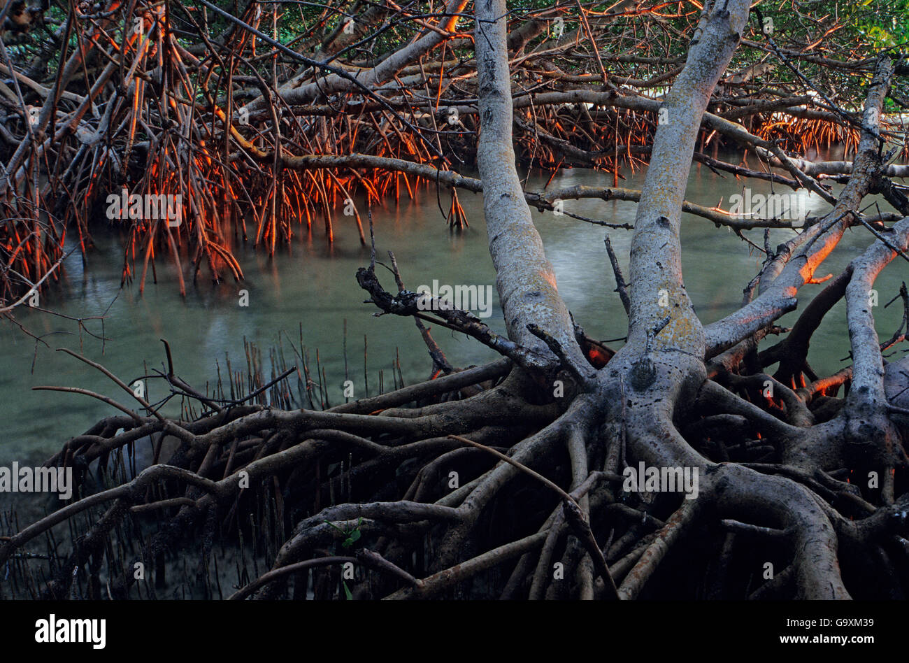 Red mangrove (Rhizophora mangle) tree, Contoy Island National Park, near Cancun, Caribbean Sea, Mexico, January Stock Photo