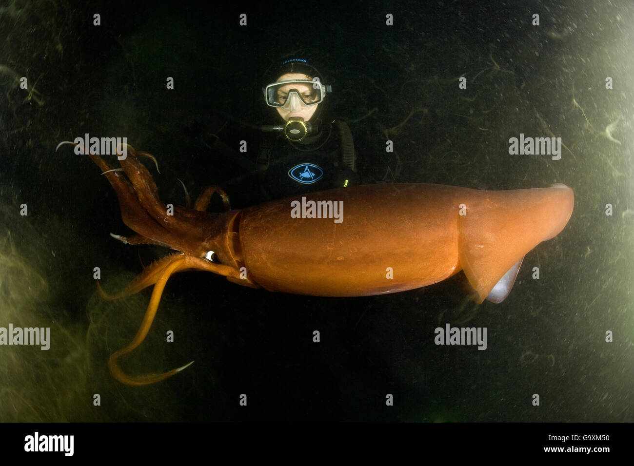 Scuba diver and Humboldt squid (Dosidicus gigas) at night off Loreto, Sea of Cortez, Baja California, Mexico, East Pacific Ocean Stock Photo
