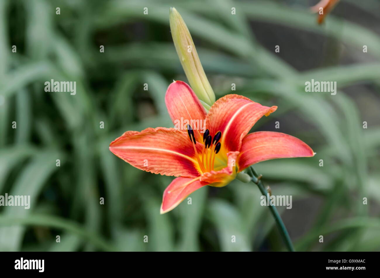 Lilium candidum stems hi-res stock photography and images - Alamy