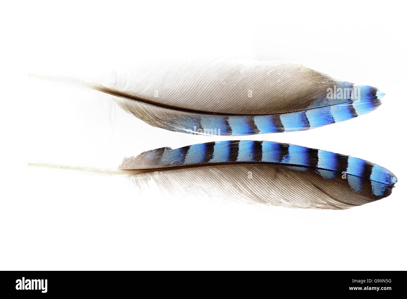 Feather of Eurasian jay (Garrulus glandarius) on white background. Niedersechsische Elbtalaue Biosphere Reserve, Elbe Valley, Lo Stock Photo