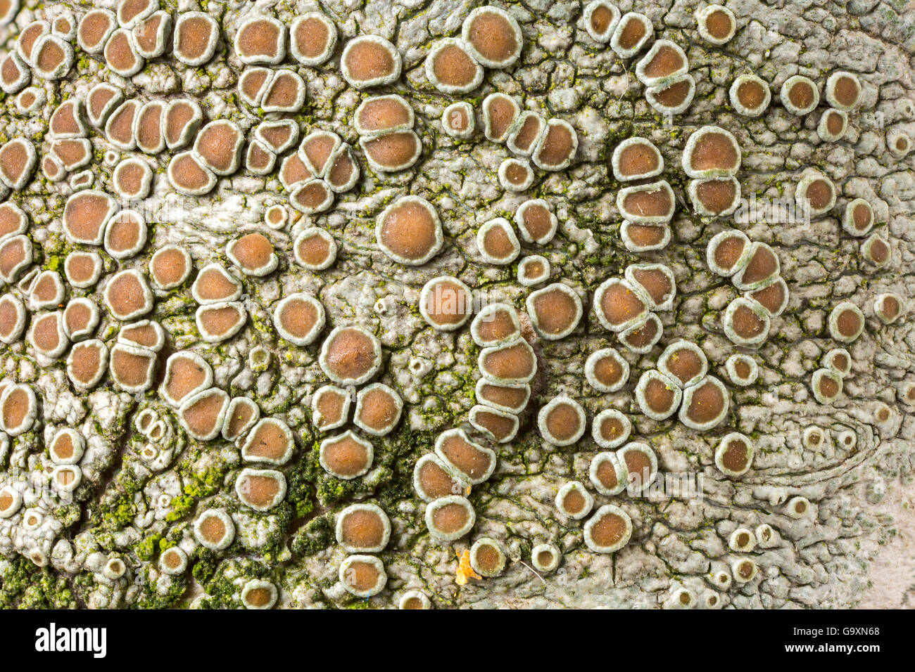 Lichen (Lecanora sp probably L. chlarotera) growing on a birch twig.  Focus-stacked image, X3 magnification. Stock Photo