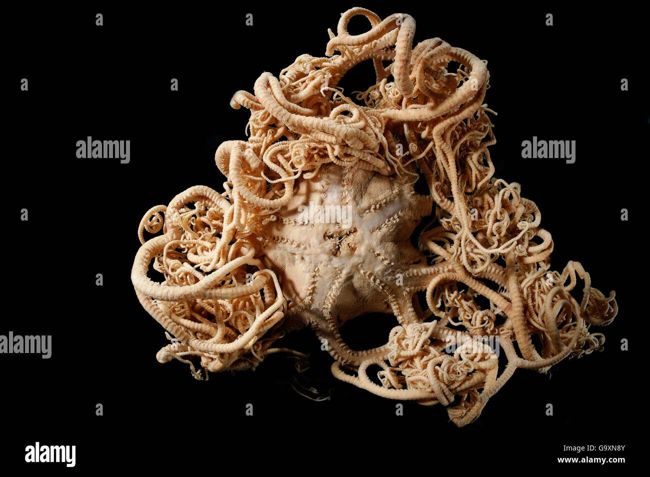 Deepsea Basket star (Gorgonocephalus lamarckii) specimen, from the North Atlantic near Iceland. Stock Photo